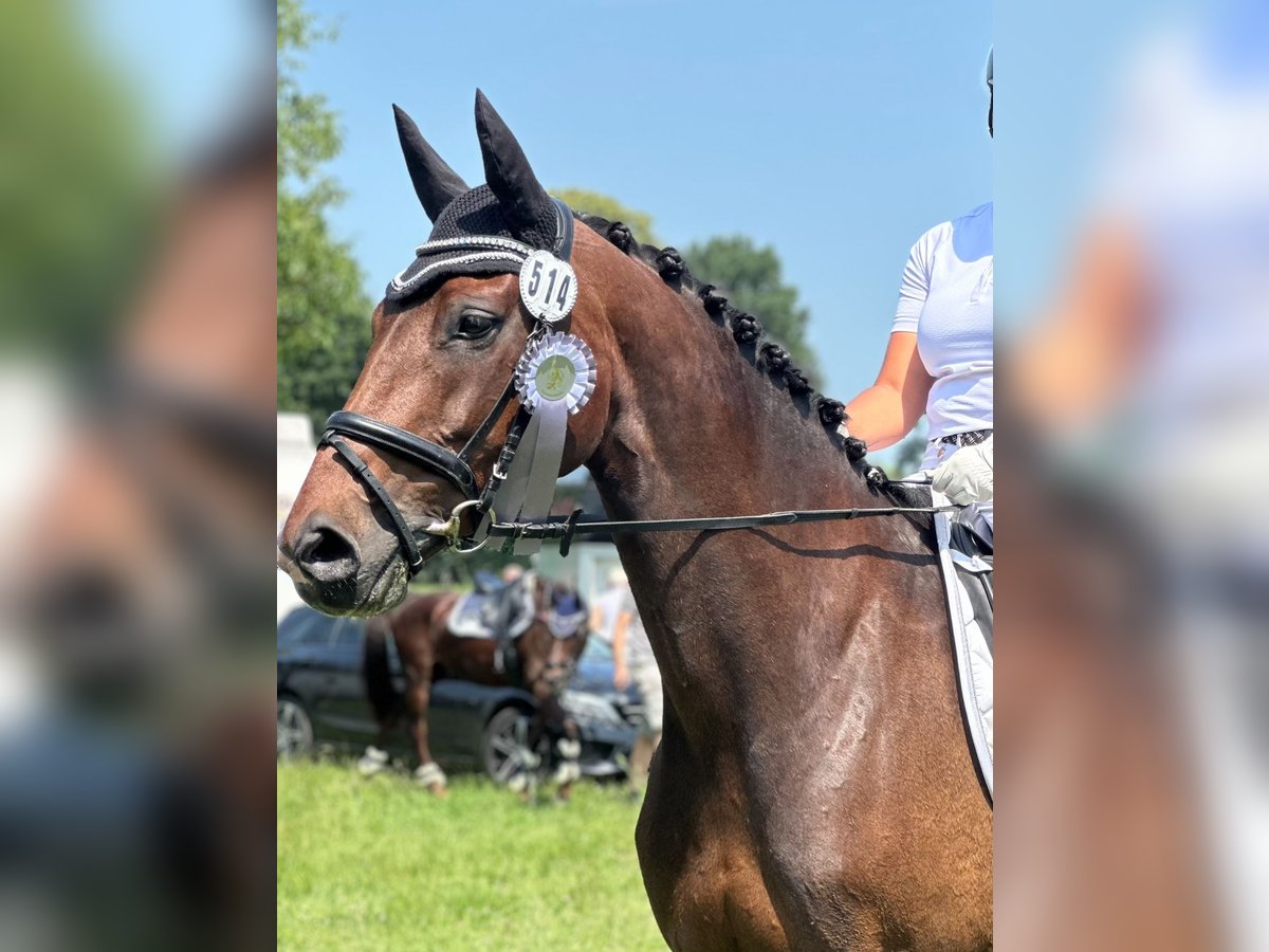 Deutsches Sportpferd Stute 9 Jahre 165 cm Brauner in H&#xFC;nxeH&#xFC;nxe