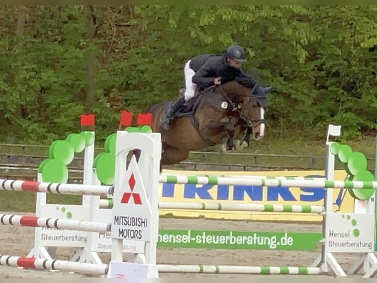 Deutsches Sportpferd Stute 9 Jahre 167 cm Brauner in Neustadt in Sachsen
