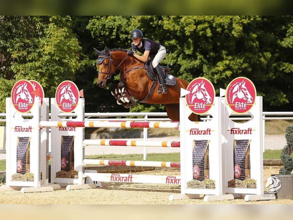 Deutsches Sportpferd Stute 9 Jahre 167 cm Brauner in Schörfling