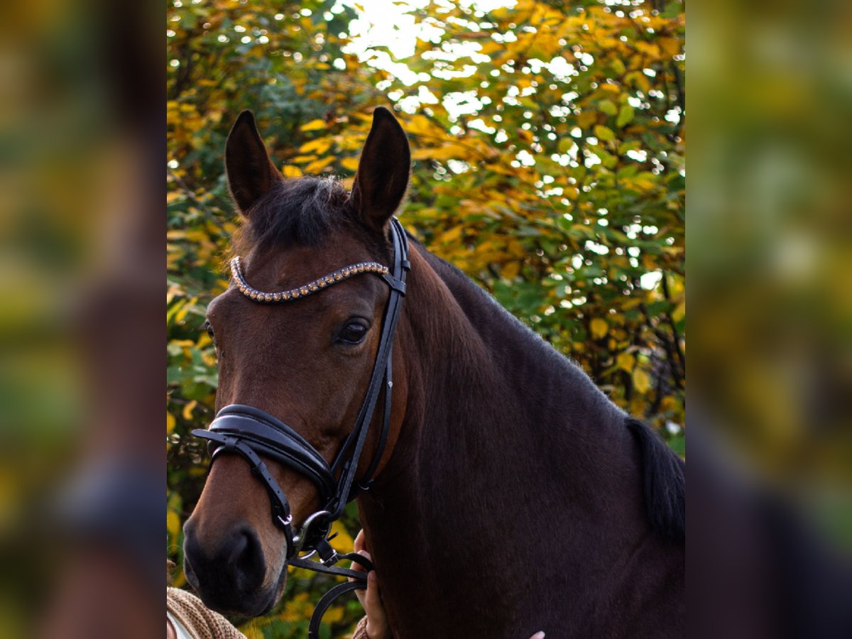 Deutsches Sportpferd Stute 9 Jahre 167 cm Brauner in Schwabhausen