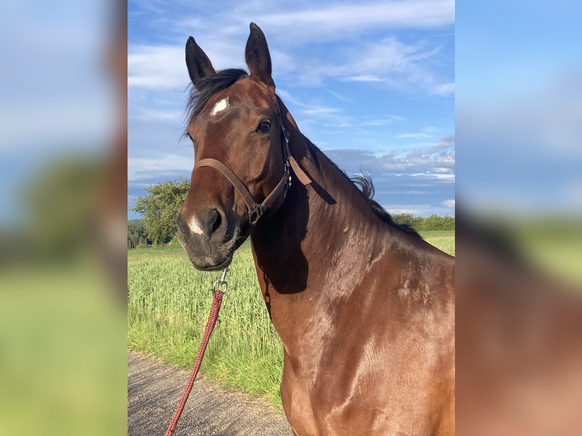 Deutsches Sportpferd Stute 9 Jahre 168 cm Brauner in Pfalzgrafenweiler