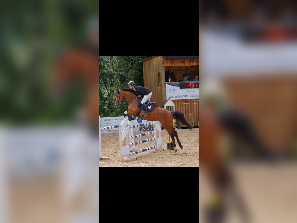 Deutsches Sportpferd Stute 9 Jahre 168 cm Brauner in Augsburg