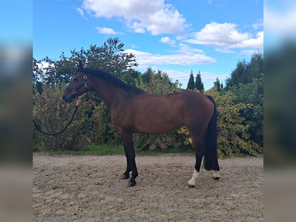 Deutsches Sportpferd Stute 9 Jahre 168 cm Brauner in Gerbstedt