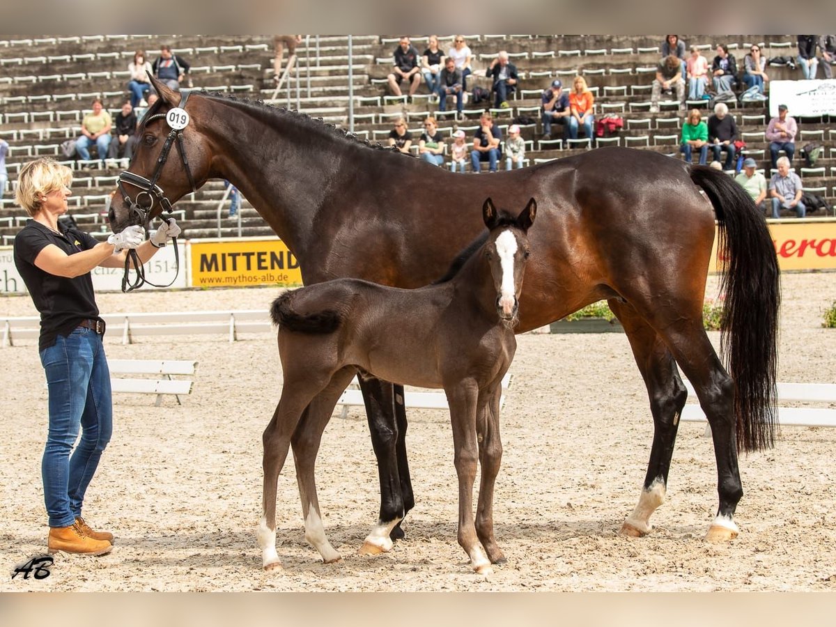 Deutsches Sportpferd Stute 9 Jahre 168 cm Dunkelbrauner in Dettingen an der Erms