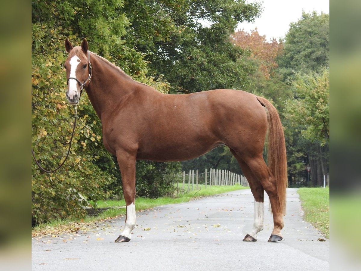 Deutsches Sportpferd Stute 9 Jahre 168 cm Fuchs in Verl