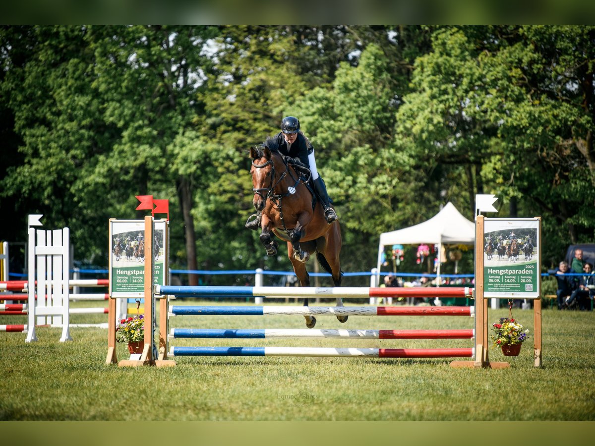 Deutsches Sportpferd Stute 9 Jahre 170 cm Brauner in Bahretal