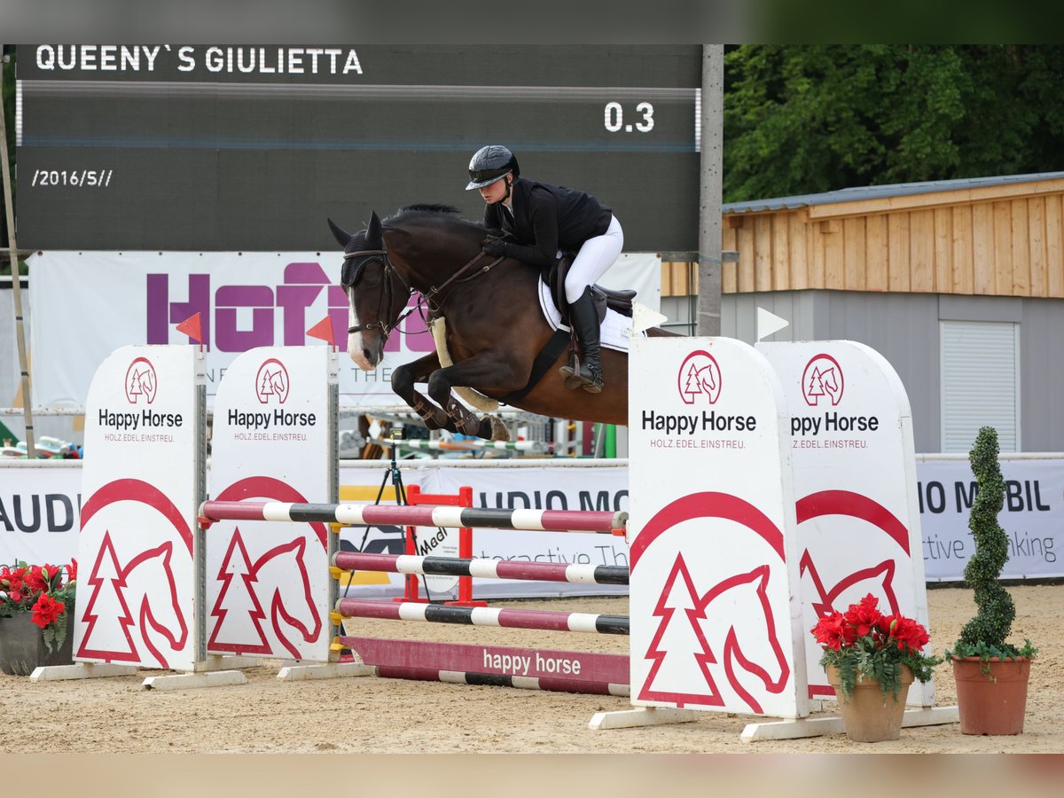 Deutsches Sportpferd Stute 9 Jahre 170 cm Dunkelbrauner in Fulpmes
