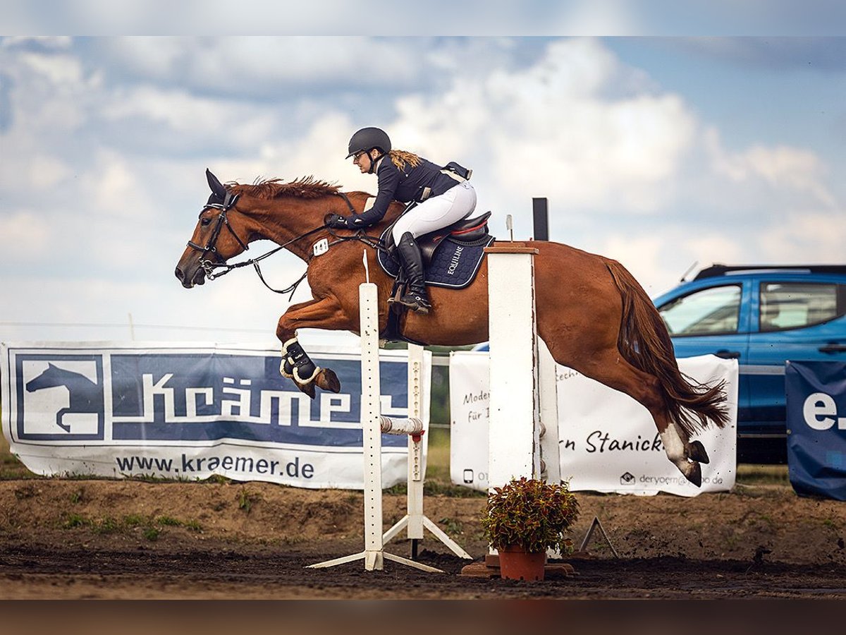 Deutsches Sportpferd Stute 9 Jahre 170 cm Fuchs in Beeskow