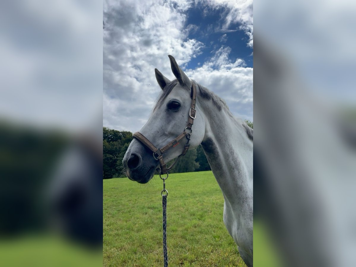 Deutsches Sportpferd Stute 9 Jahre 170 cm Schimmel in Zweibrücken Deutsches Sportpferd Stute 9 Jahre 170 cm Schimmel in Zweibrücken