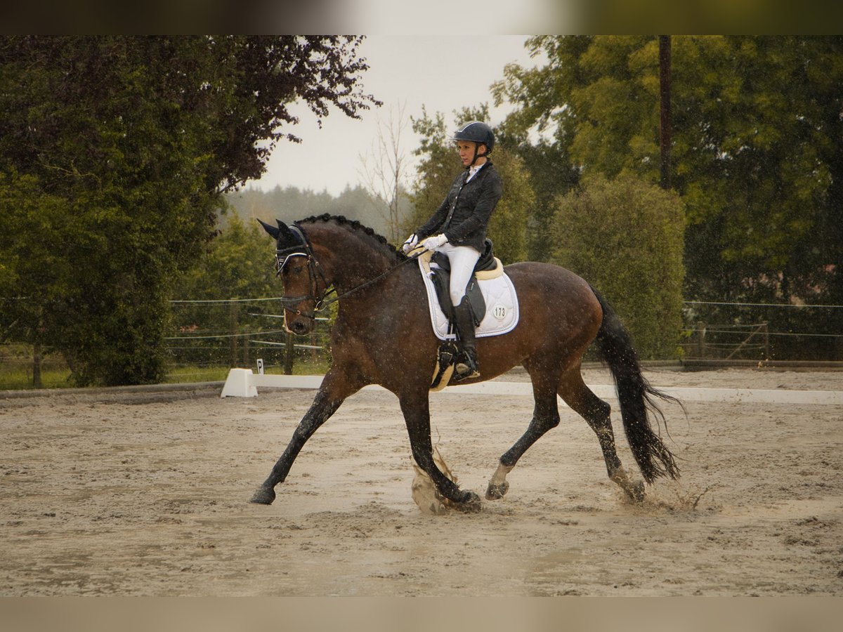 Deutsches Sportpferd Stute 9 Jahre 172 cm Brauner in Edling