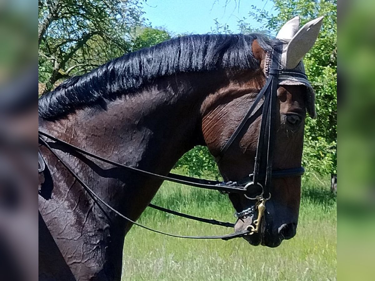 Deutsches Sportpferd Stute 9 Jahre 174 cm Dunkelbrauner in Wei&#xDF;enburg in Bayern