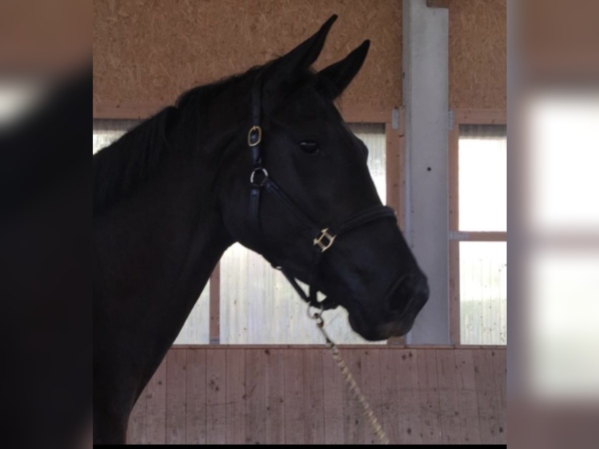 Deutsches Sportpferd Stute 9 Jahre 180 cm Rappe in Ulm