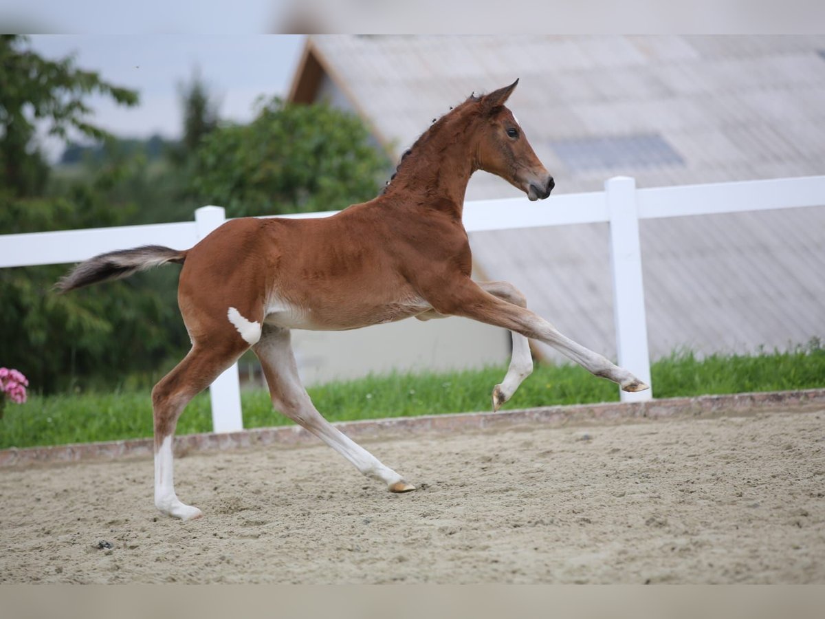 Deutsches Sportpferd Stute Fohlen (06/2025) 135 cm Brauner in Falkenberg/Elster