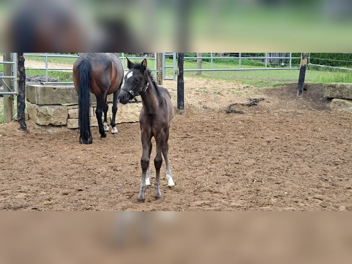 Deutsches Sportpferd Stute  164 cm Rappe in Daiting