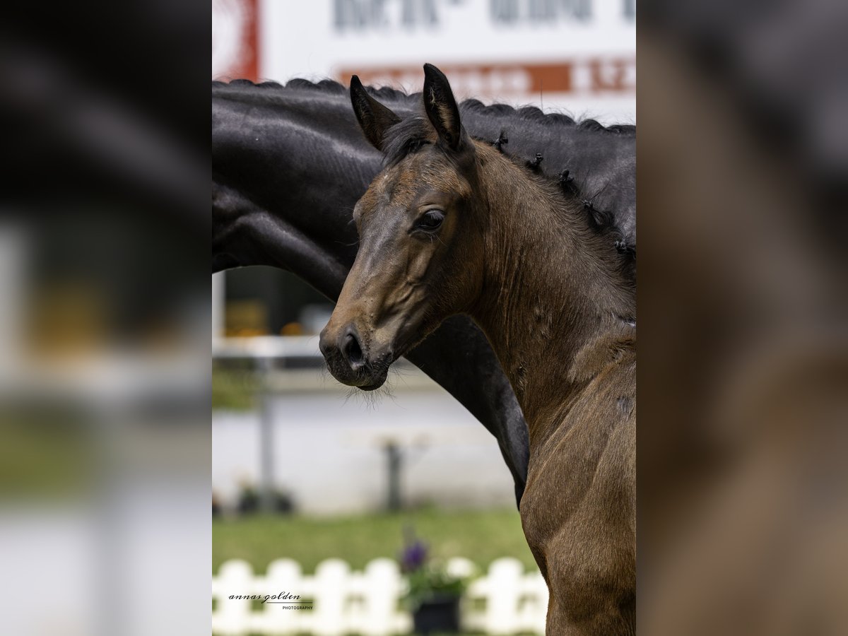Deutsches Sportpferd Stute Fohlen (03/2025) 165 cm Dunkelbrauner in Hartmannsdorf