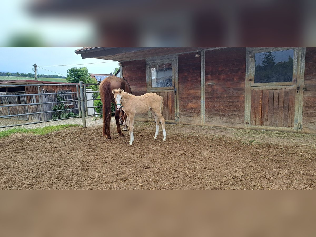 Deutsches Sportpferd Stute  166 cm Palomino in Daiting