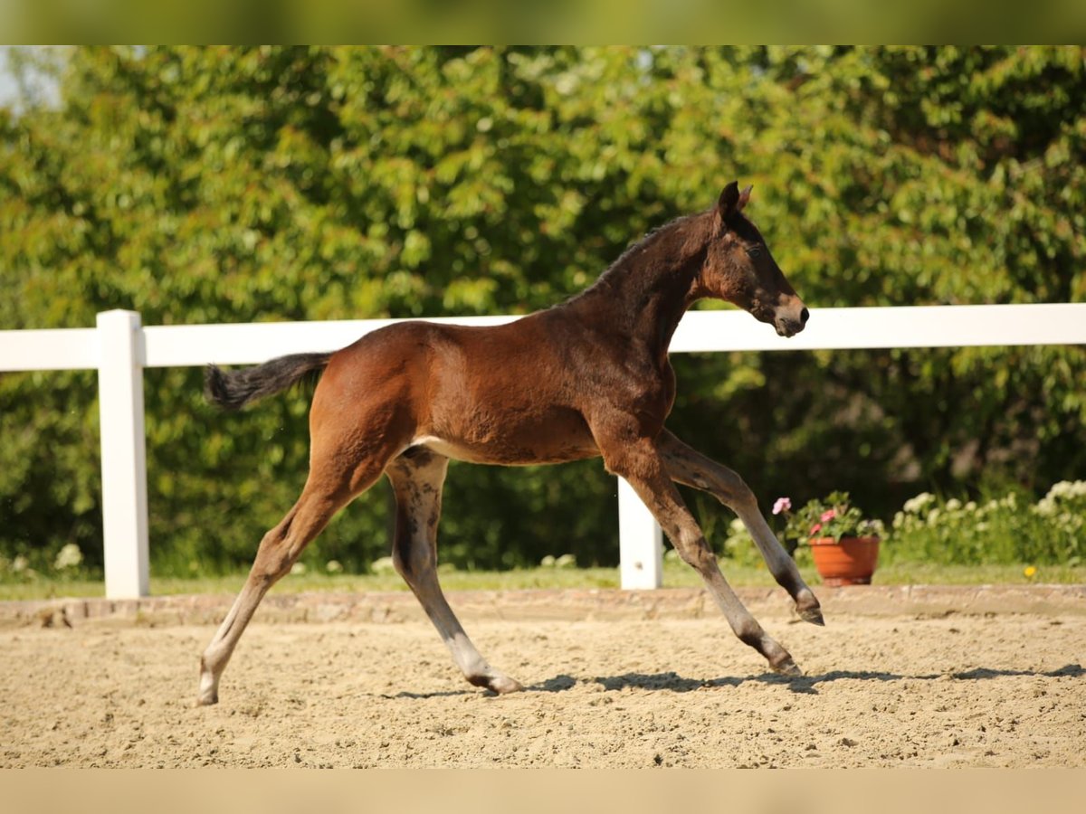 Deutsches Sportpferd Stute  167 cm Brauner in Mertendorf