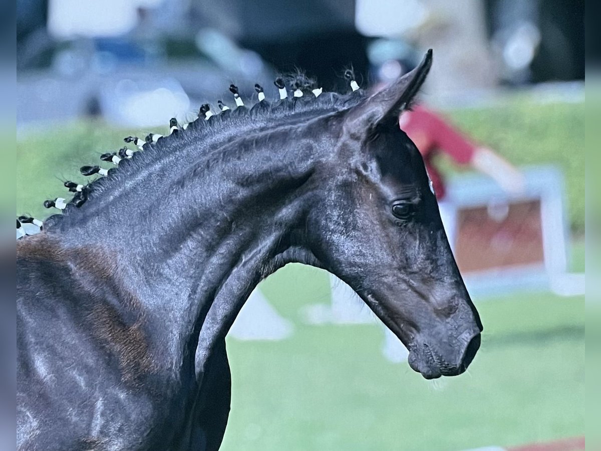 Deutsches Sportpferd Stute Fohlen (04/2025) 168 cm Rappe in Nassenheide