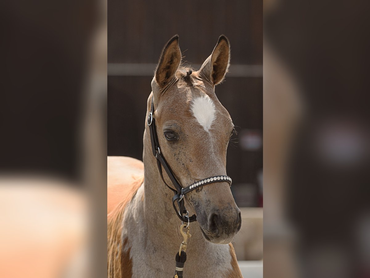 Deutsches Sportpferd Stute Fohlen (04/2025) 168 cm Schimmel in Sachsen bei Ansbach