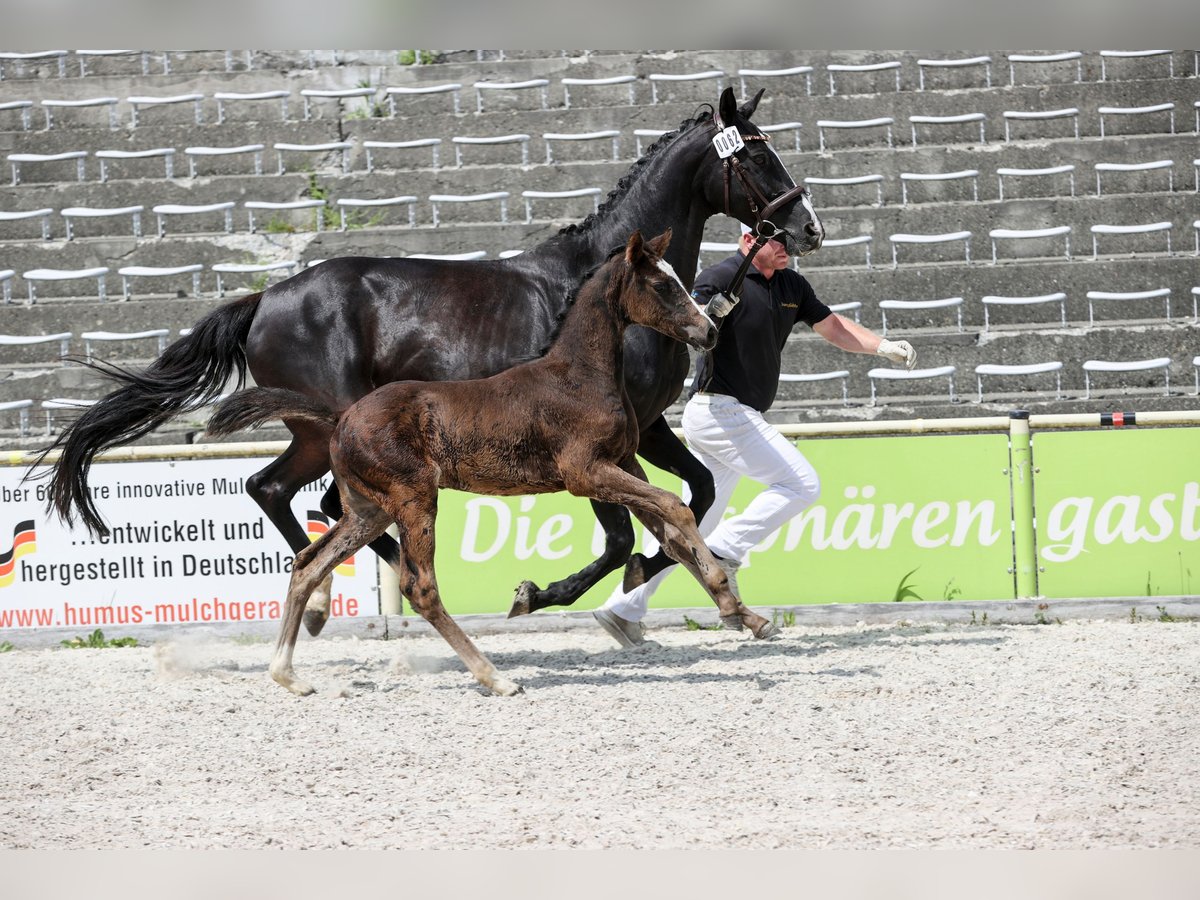 Deutsches Sportpferd Stute  168 cm Schwarzbrauner in Brigachtal