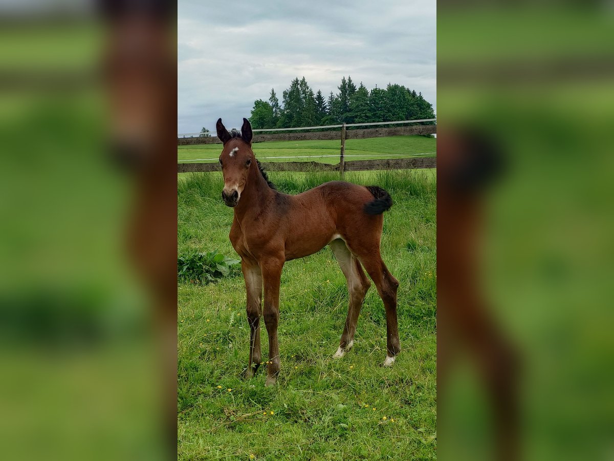 Deutsches Sportpferd Stute  170 cm Brauner in Ki&#xDF;legg