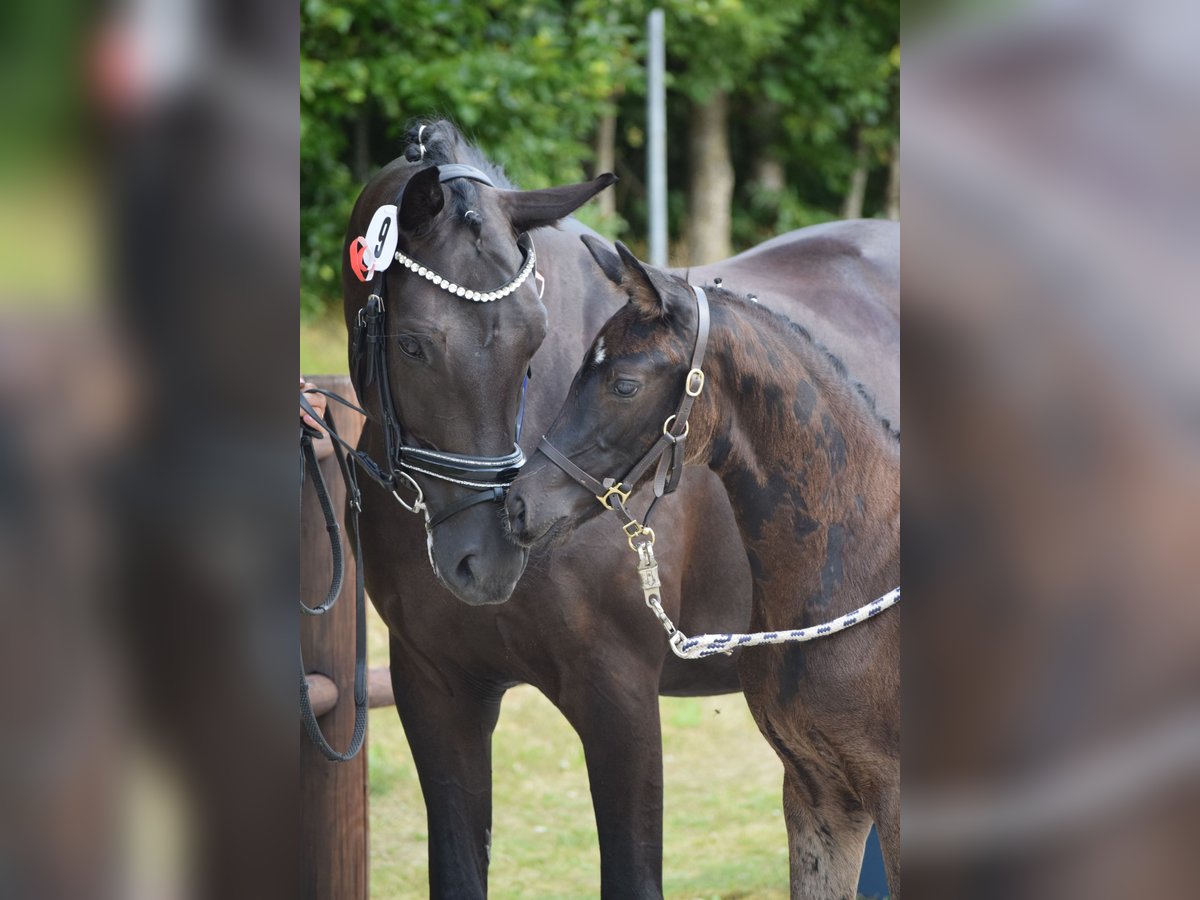 Deutsches Sportpferd Stute Fohlen (05/2025) 170 cm in Greifswald