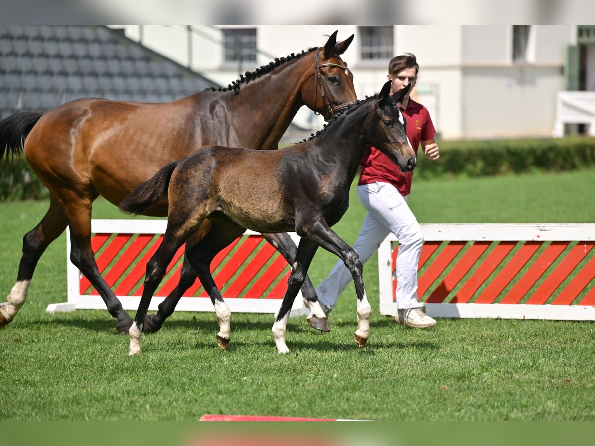 Deutsches Sportpferd Stute Fohlen (04/2025) 170 cm Dunkelbrauner in Rohrlack