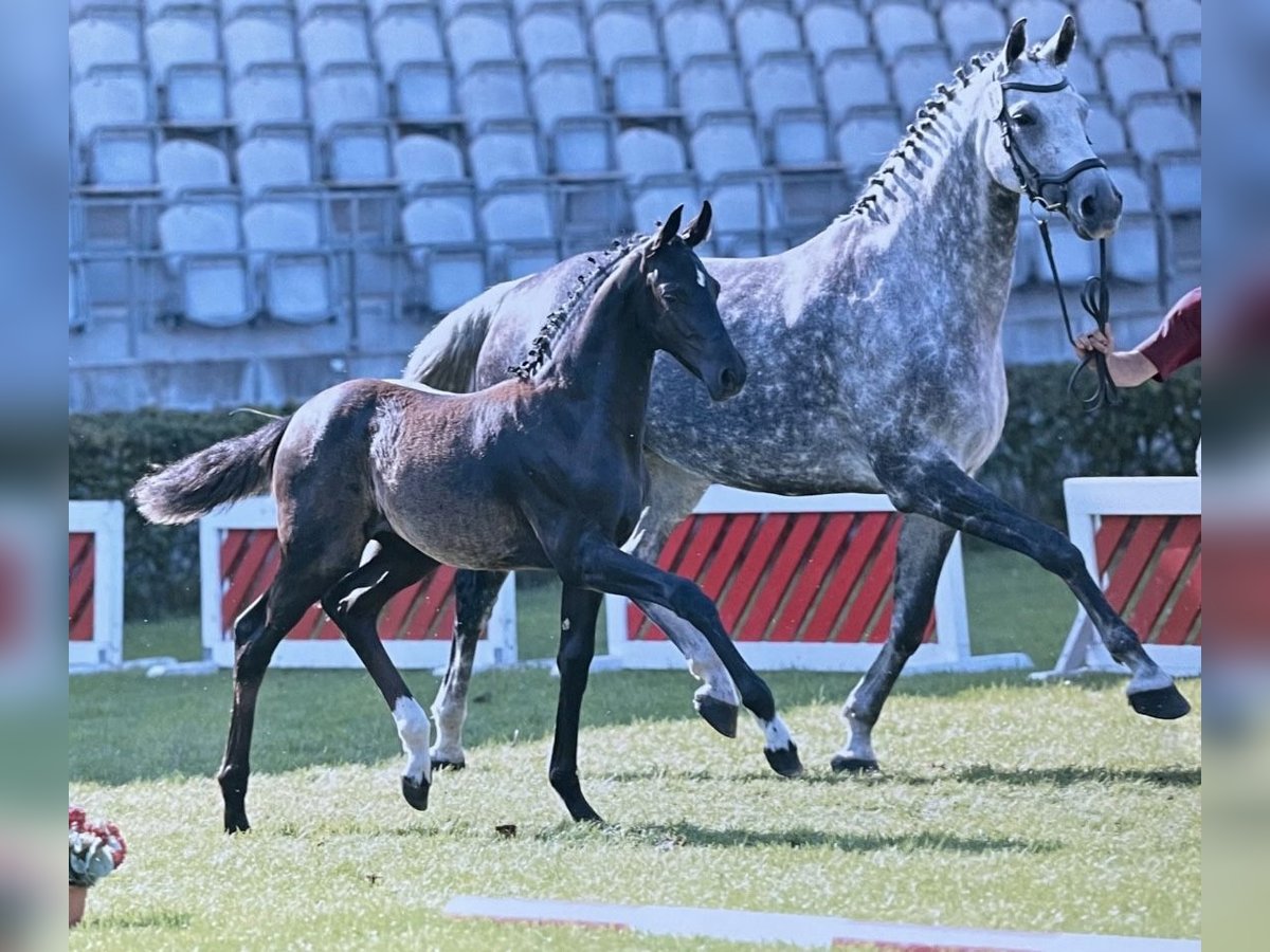 Deutsches Sportpferd Stute Fohlen (07/2025) 170 cm Rappe in Nassenheide