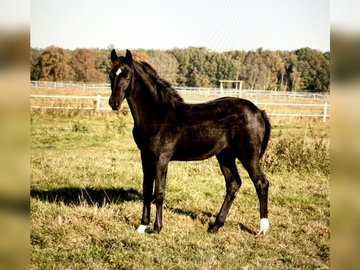 Deutsches Sportpferd Stute Fohlen (07/2025) 170 cm Rappe in Nassenheide