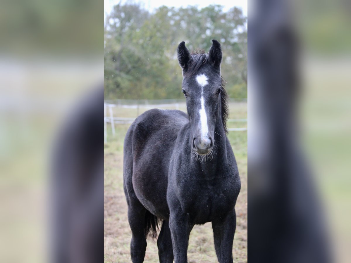 Deutsches Sportpferd Stute Fohlen (03/2025) 175 cm Apfelschimmel in Wallendorf