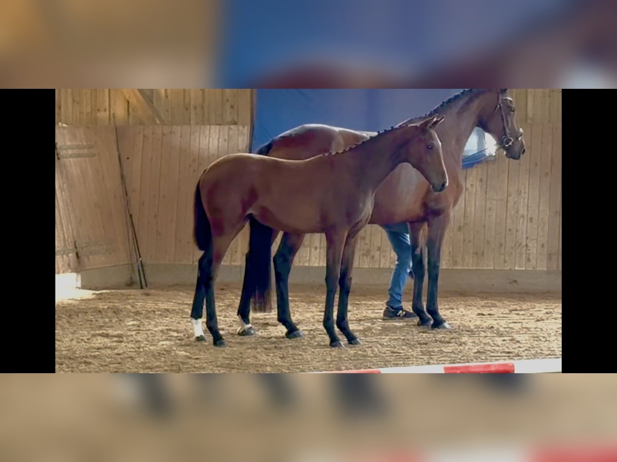 Deutsches Sportpferd Stute Fohlen (03/2025) 175 cm Brauner in L&#xF6;wenberger Land
