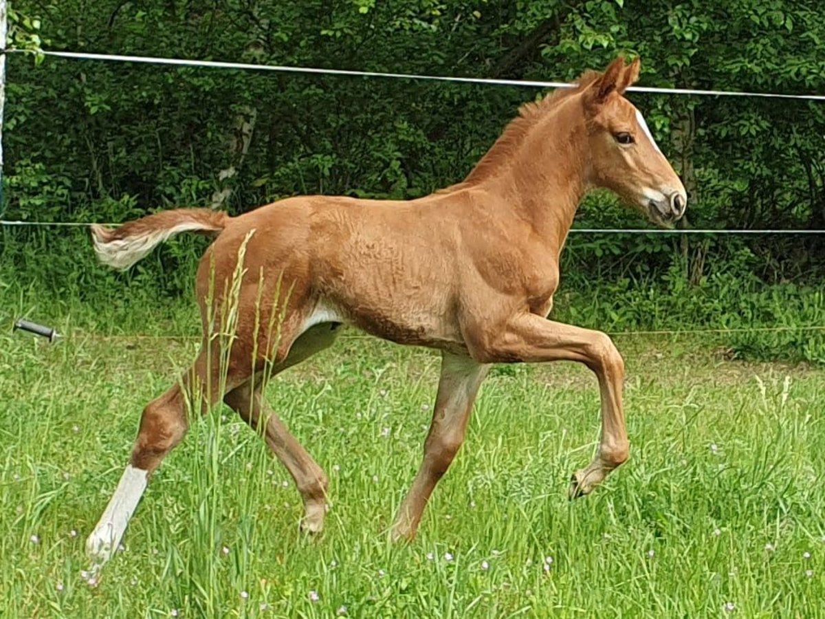 Deutsches Sportpferd Stute  175 cm Fuchs in Werder