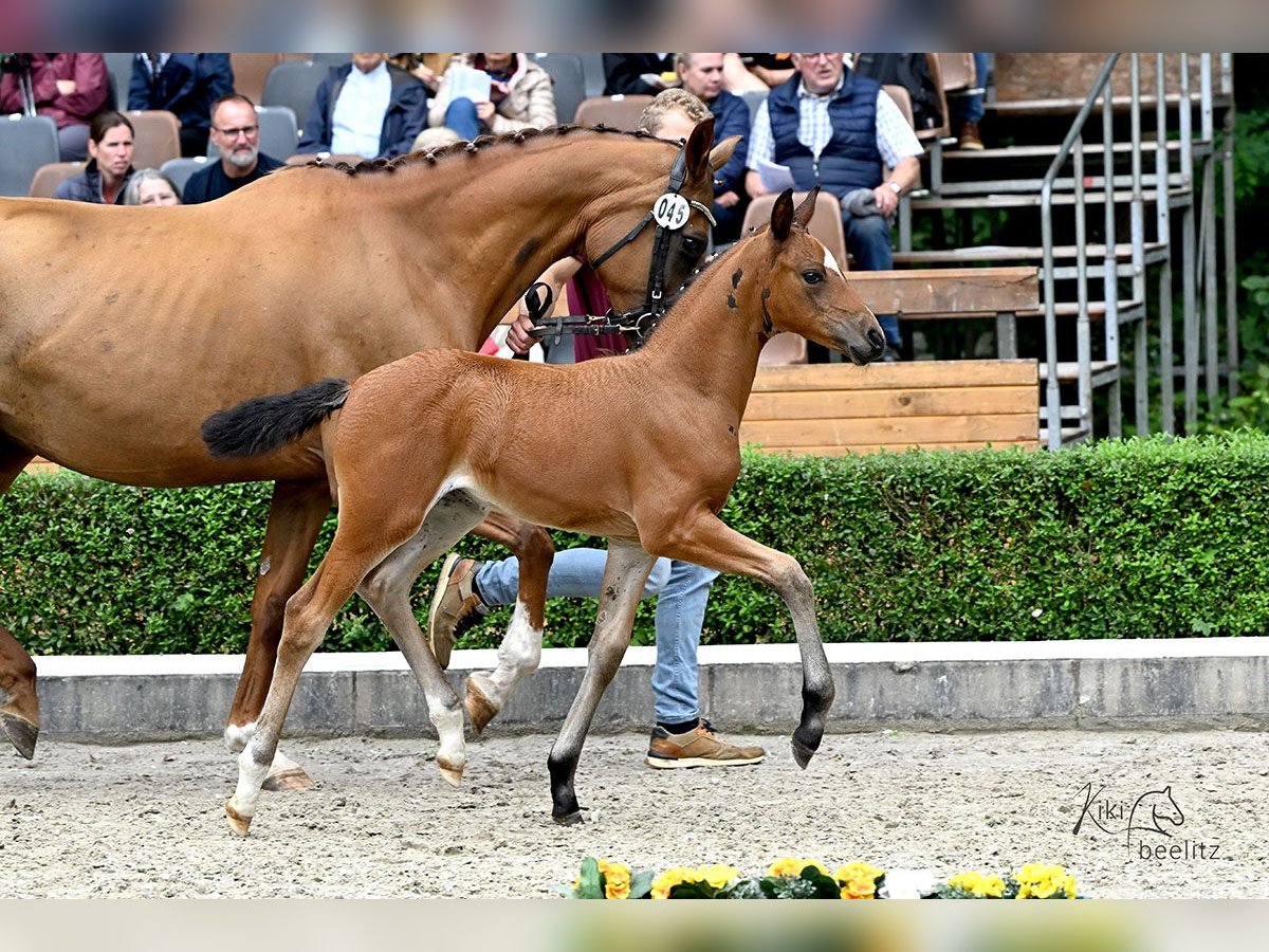 Deutsches Sportpferd Stute Fohlen (06/2025) Brauner in Altm&#xE4;rkische H&#xF6;he