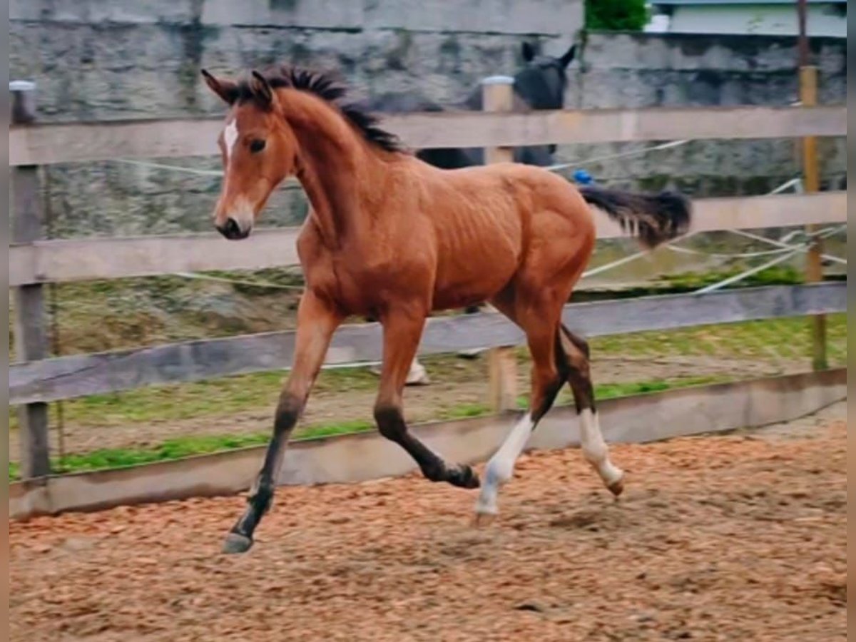 Deutsches Sportpferd Stute Fohlen (06/2024) Brauner in Haarbach