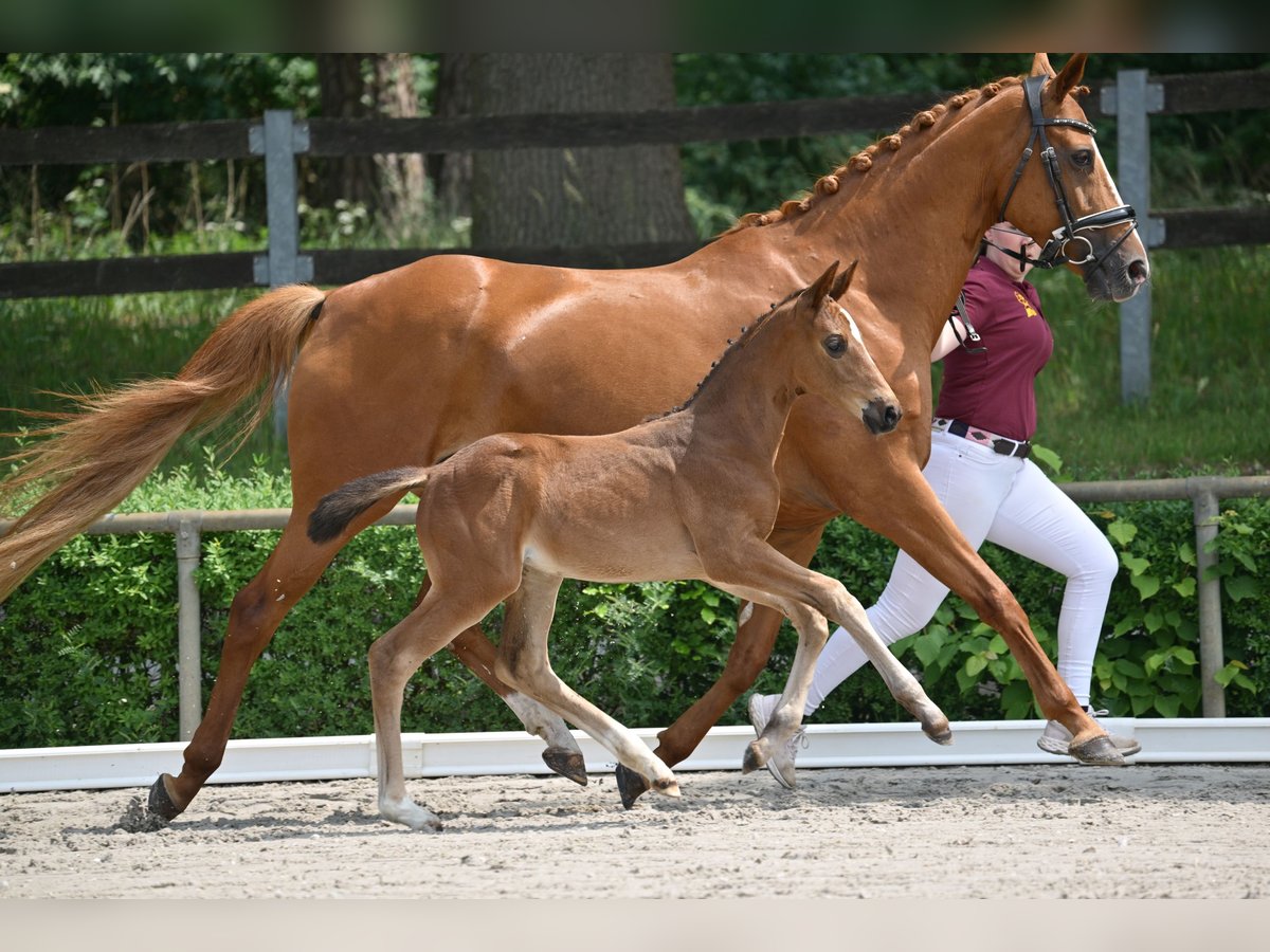 Deutsches Sportpferd Stute Fohlen (04/2025) Brauner in Pollitz