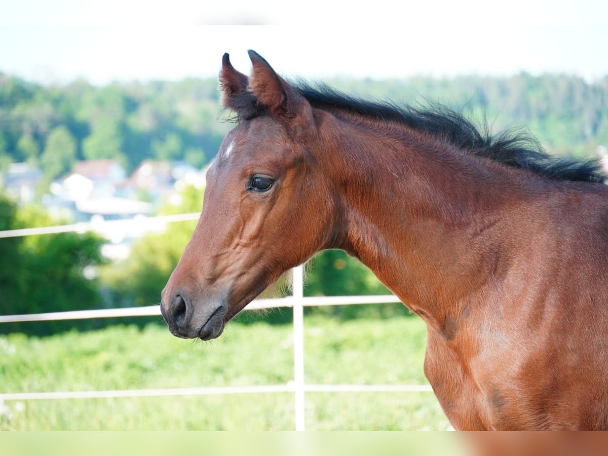 Deutsches Sportpferd Stute  Brauner in M&#xFC;nsingen