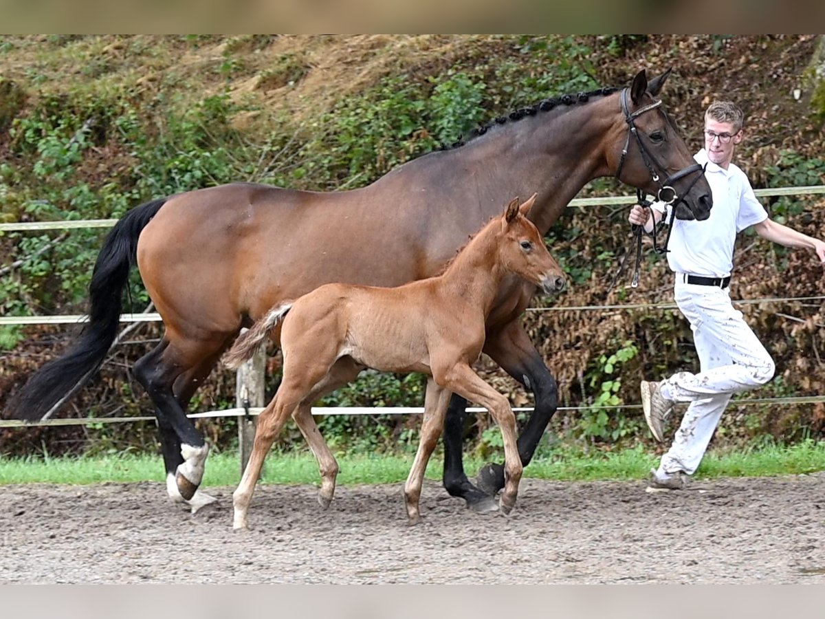 Deutsches Sportpferd Stute Fohlen (06/2025) Brauner in Niederstetten