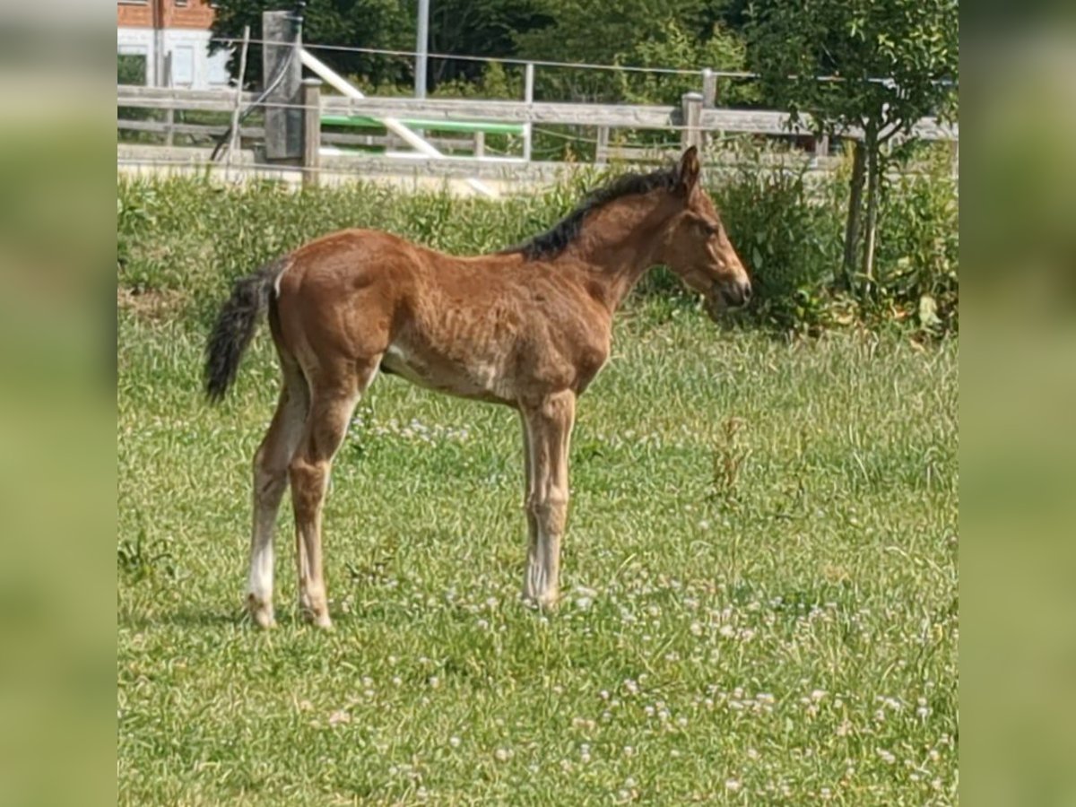 Deutsches Sportpferd Stute  Brauner in Bad K&#xF6;nig