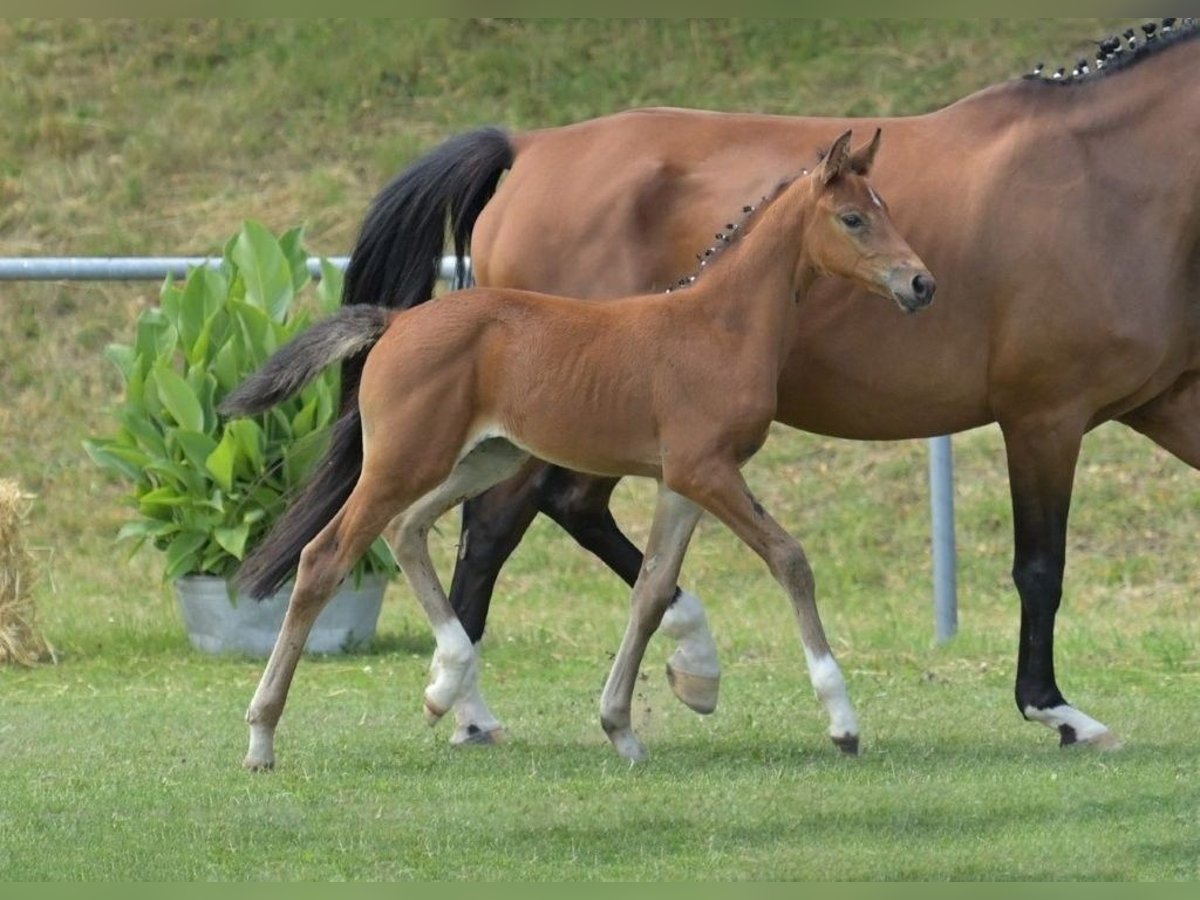 Deutsches Sportpferd Stute Fohlen (06/2025) Brauner in Fronhofen