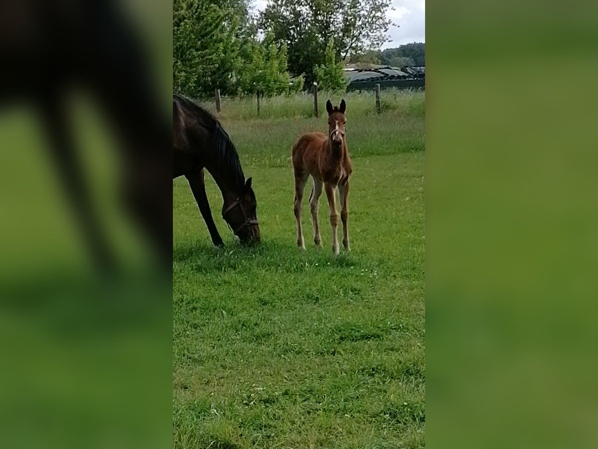 Deutsches Sportpferd Stute  Brauner in Salzwedel