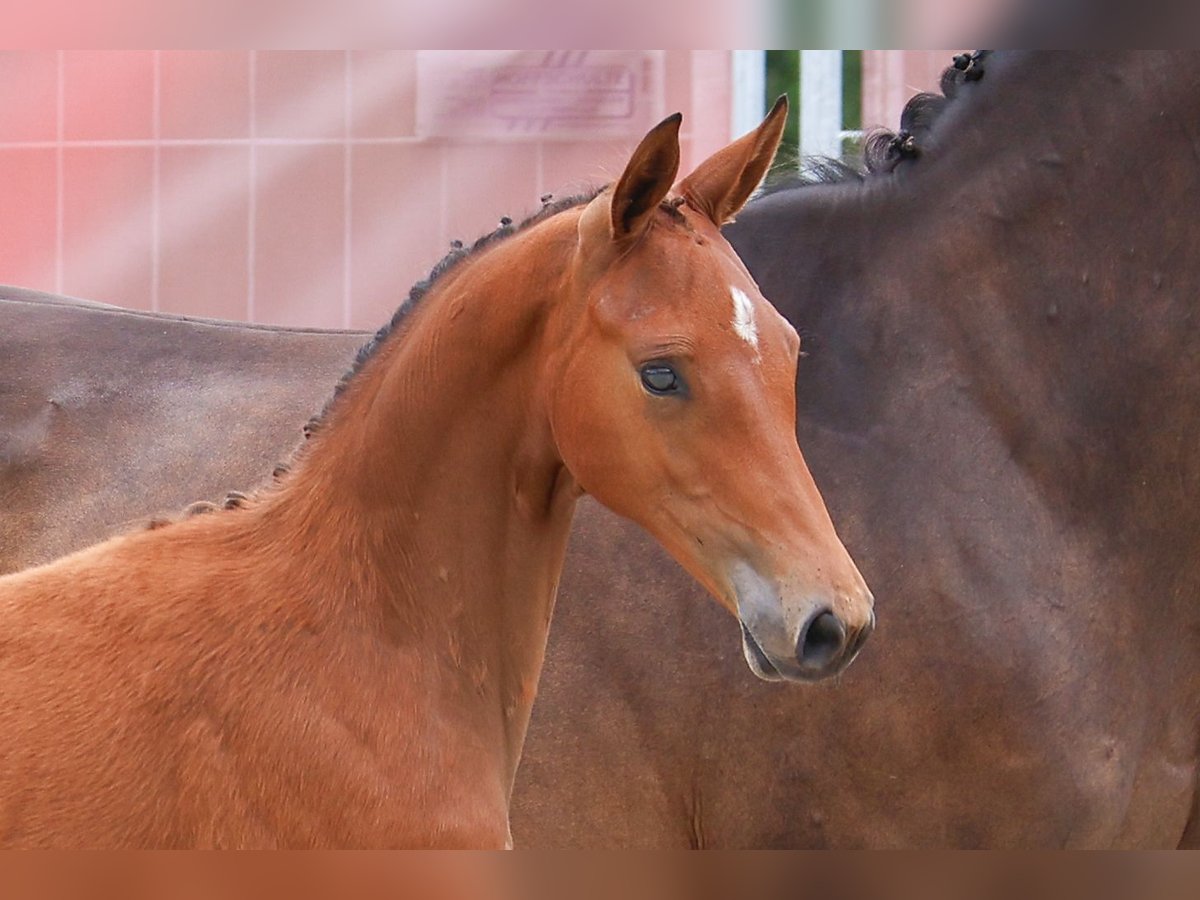 Deutsches Sportpferd Stute Fohlen (04/2025) Brauner in D&#xF6;rpen