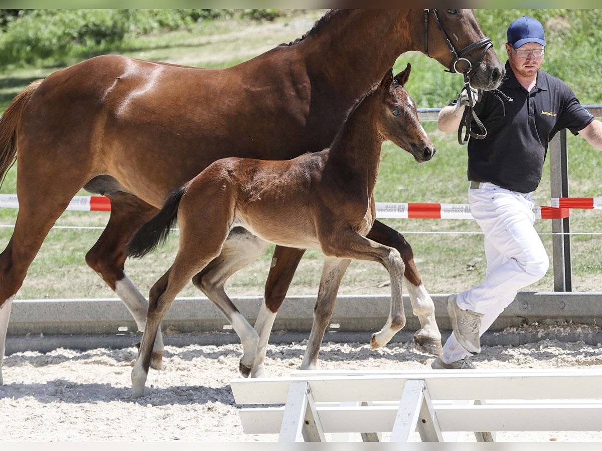 Deutsches Sportpferd Stute Fohlen (05/2025) Dunkelbrauner in Gomadingen