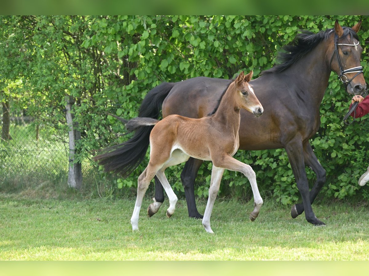 Deutsches Sportpferd Stute  Dunkelbrauner in Sch&#xF6;nwalde-Glien