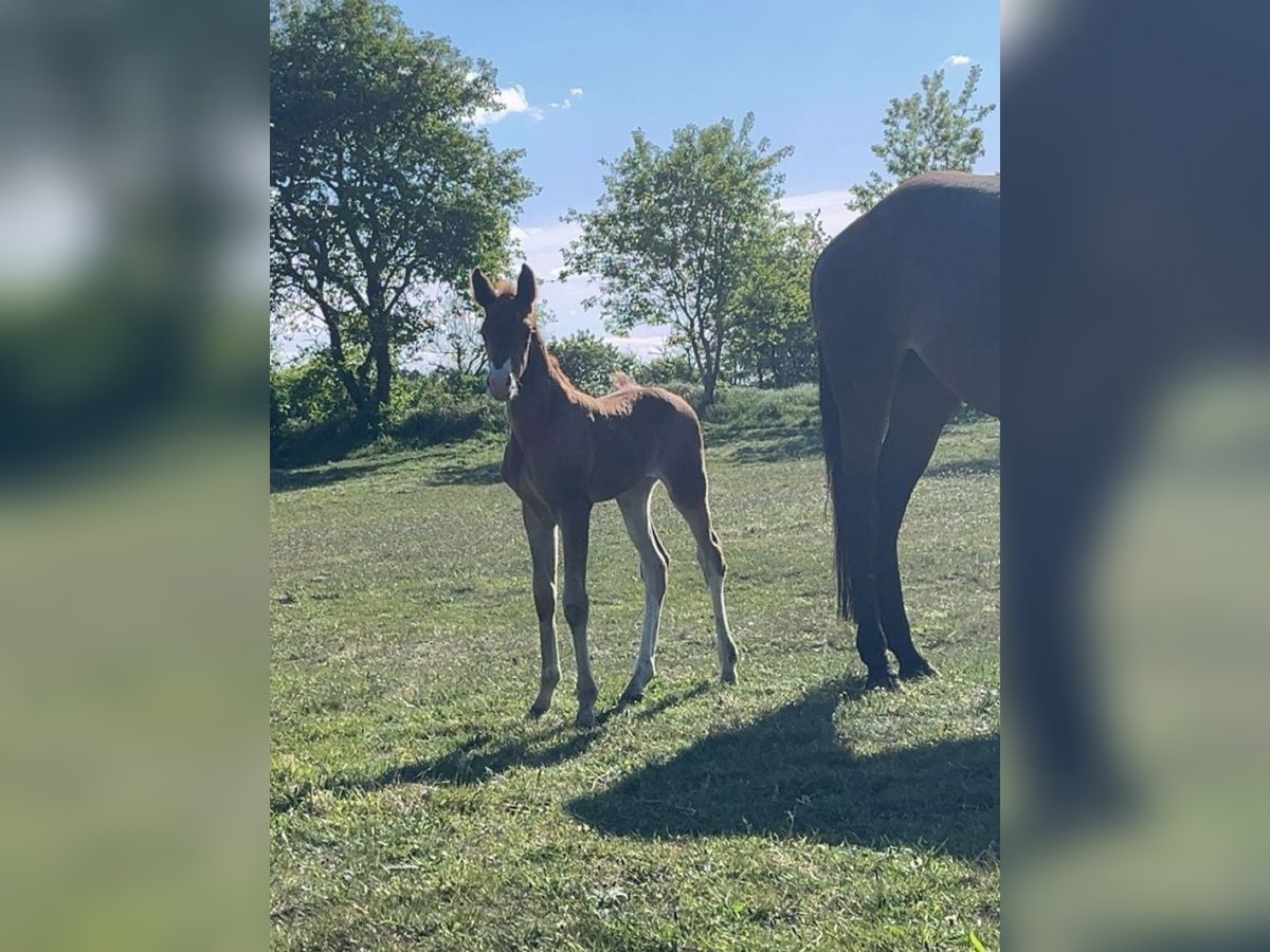 Deutsches Sportpferd Stute Fohlen (05/2025) Dunkelfuchs in Vi&#xF6;l