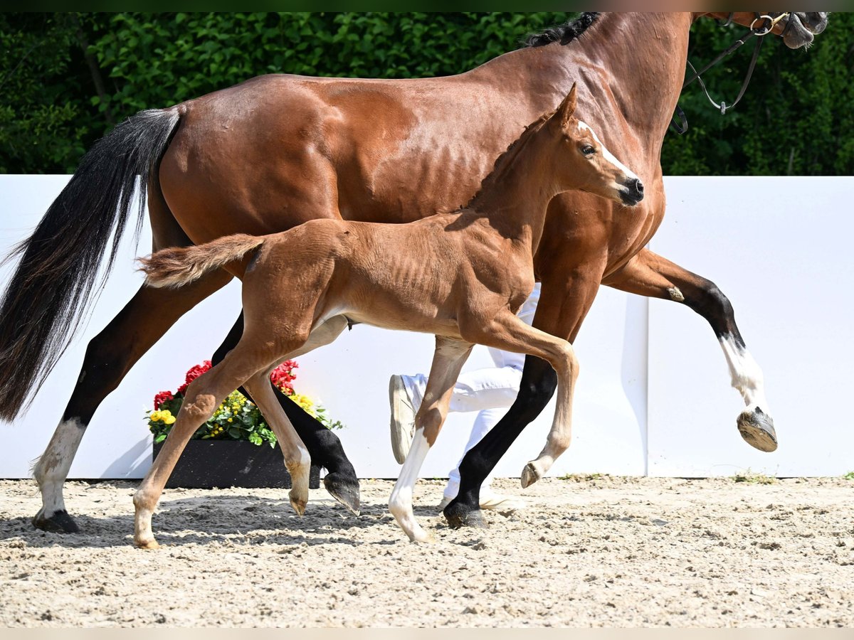 Deutsches Sportpferd Stute Fohlen (05/2025) Fuchs in Gomadingen