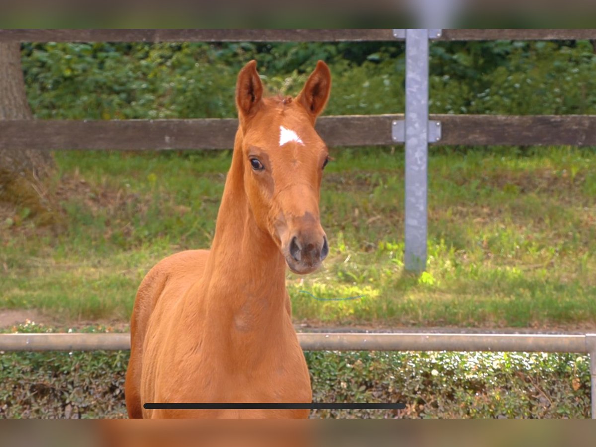 Deutsches Sportpferd Stute Fohlen (04/2024) Fuchs in Krumke