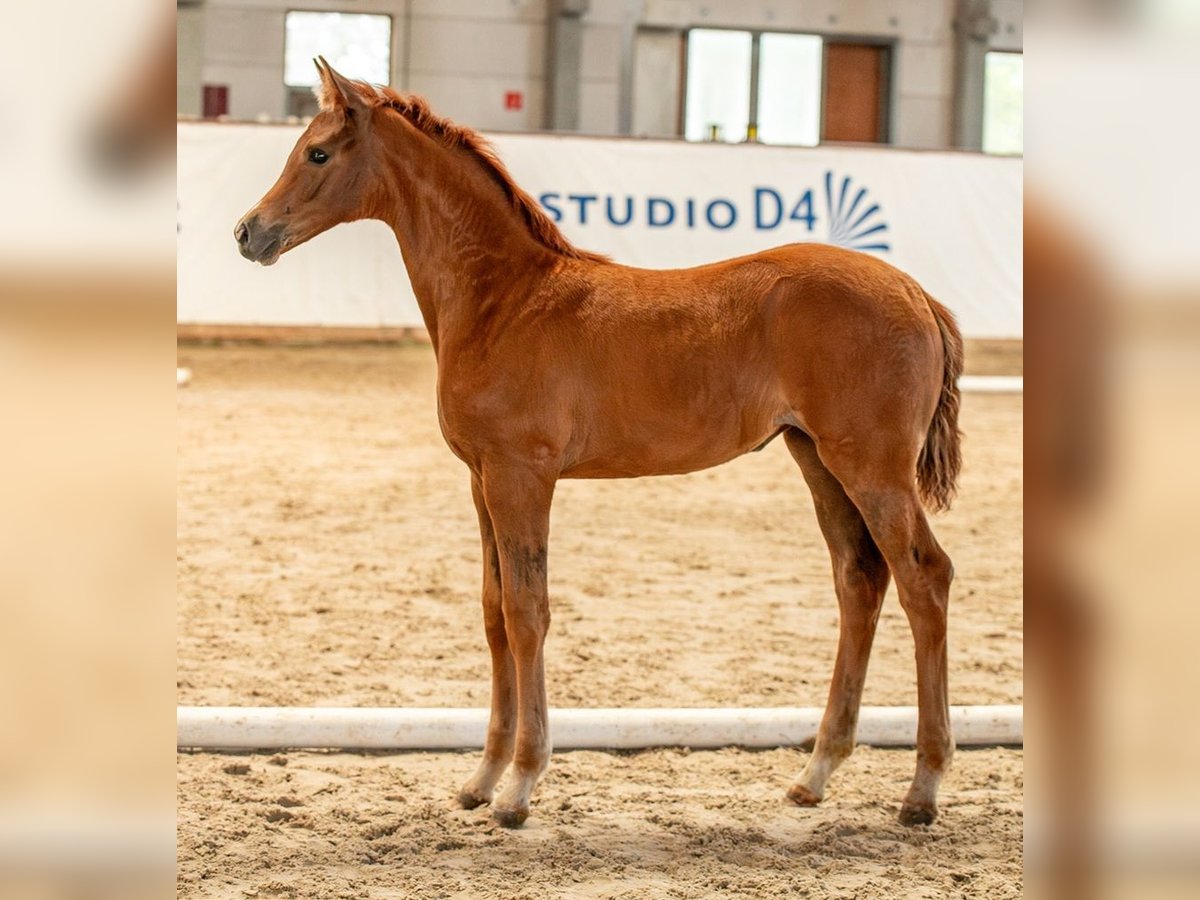 Deutsches Sportpferd Stute  Fuchs in Sch&#xF6;nebeck (Elbe)