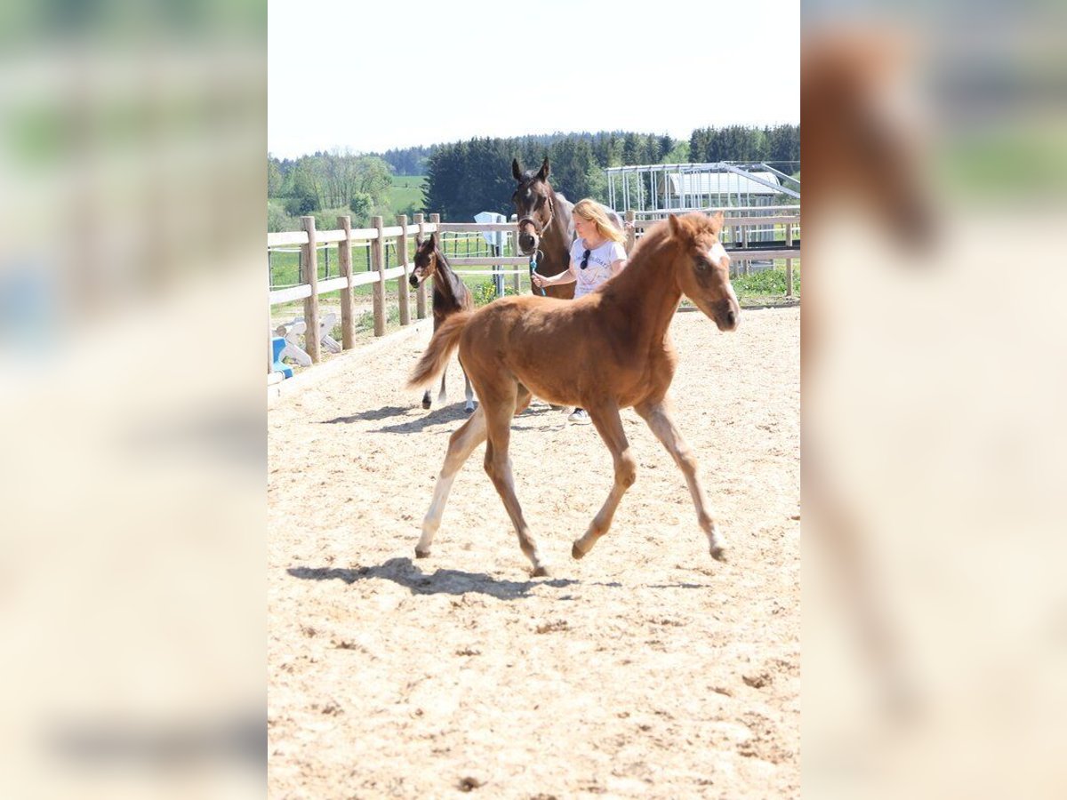 Deutsches Sportpferd Stute  Fuchs in Weil