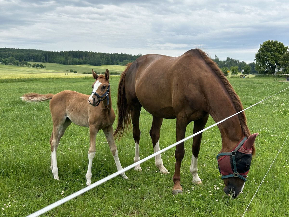 Deutsches Sportpferd Stute  Fuchs in Gro&#xDF;schirma