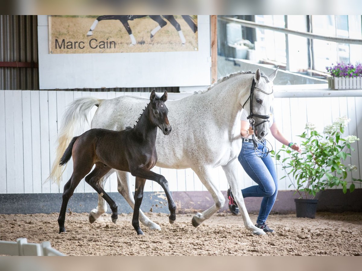 Deutsches Sportpferd, Stute in Priestewitz